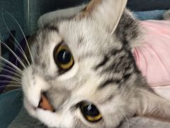 -纳吉亚猫专科动物医院博雅分院