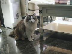 -宠爱国际动物医院· 猫科· 外科·中兽医(长白店)