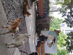 -柴犬高等学院·狗咖·柴犬售卖·宠物训练