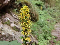 -青峰峡国家森林公园