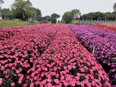 -松山湖梦幻百花洲
