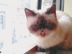 -more than meow吴止猫主题餐厅(承德 中船汇店)