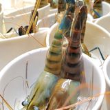 捞上来，吃下去！这里的海鲜管够！