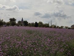 -荷兰花海