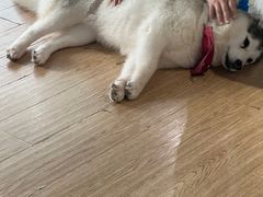 -Husky Go! 哈士奇体验馆·宠物咖啡厅狗咖