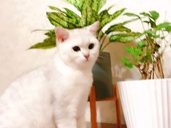 -瑞派宠物医院·24小时骨科·心脏·核磁(哈尔滨南岗店)