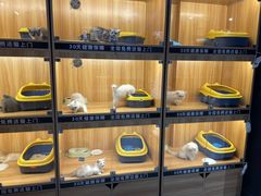 -欣宠猫屋·矮脚拿破仑·蓝金金渐层