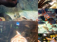 -太平洋海底世界