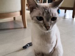 -藏猫猫咖啡主题馆(中央大道店)