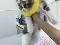 -宠物星动物医院·眼科·异宠·猫科(江南大道总院)