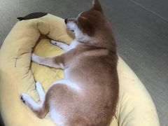 -逗柴咖啡屋·狗咖猫咖宠物桌游