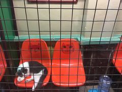 -猫咪博物馆(顶澳仔猫街店)