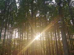 -黄海国家森林公园