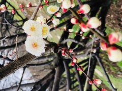 -香雪海