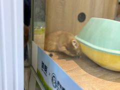 -BABIT巴比特宠物(MOMOPARK店)