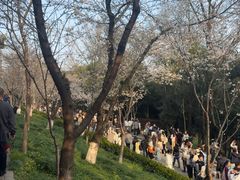 -武汉大学-樱园