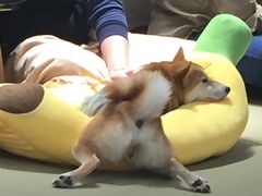 -逗柴咖啡屋·狗咖猫咖宠物桌游
