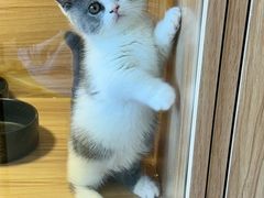 -猫十亿·布偶金渐层·曼基康矮脚猫舍(青年路店)