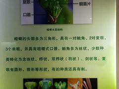-上海昆虫博物馆