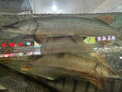 -煲来饱去冷水鱼