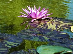 -国家植物园南园