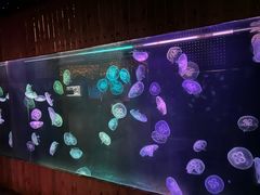 -海合安武汉极地海洋公园