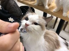 -猫咪咖啡店(新城大街店)