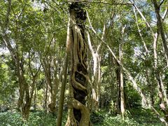 -中国科学院西双版纳热带植物园