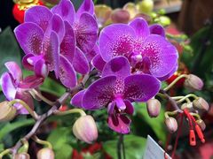 -何兮花店·气球派对鲜花店(马桥银春路万科城店)