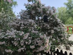 -莲花池公园
