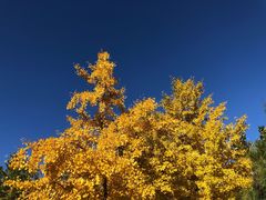 -北京西山国家森林公园