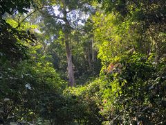 -西双版纳基诺山寨