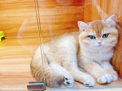 -猫十亿·布偶金渐层·曼基康矮脚猫舍(青年路店)