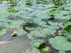 -大湾区中央湿地公园
