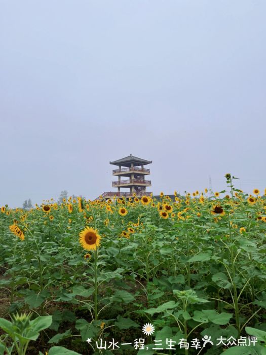 杭州湾海上花田景区图片