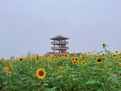 -杭州湾海上花田景区