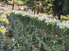 -石家庄市植物园