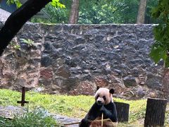 -都江堰中华大熊猫苑
