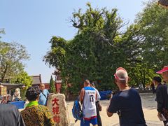 -大槐树寻根祭祖园