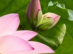 -荔湾湖公园
