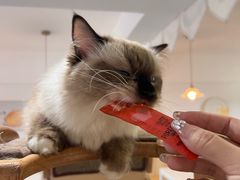 -有猫主题·治愈系猫咖(曾厝垵店)