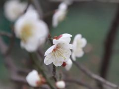 -香雪海