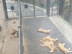 -大连森林动物园