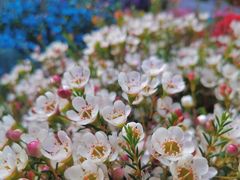 -循礼门鲜花花市(武汉循礼门店)