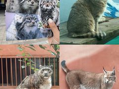 -青藏高原野生动物园