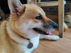 -柴犬高等学院·狗咖·柴犬售卖·宠物训练