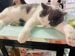 -Heymao猫咖.咖啡厅(东门店)