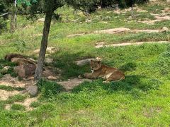-西霞口神雕山野生动物世界
