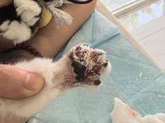 -艾吉宠物医院·疑难杂症转诊中心·猫友好(碧江路院)