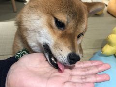 -逗柴咖啡屋·狗咖猫咖宠物桌游
